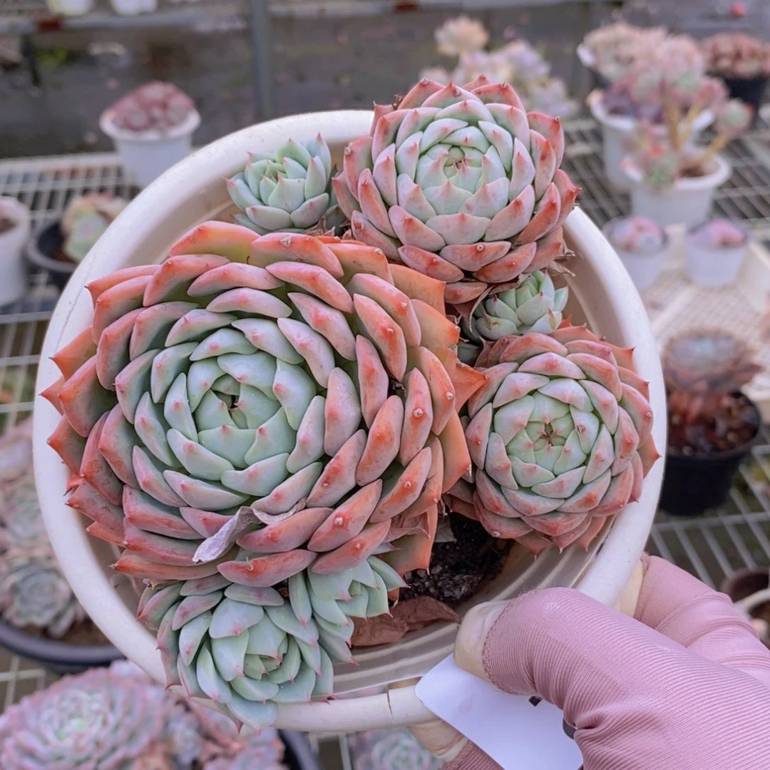 9676不知名一物一拍