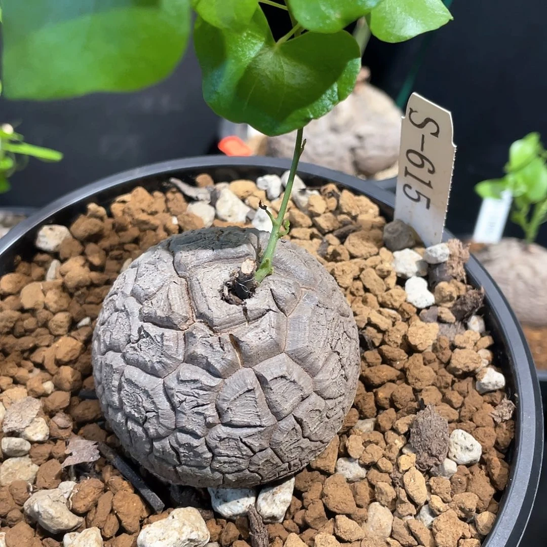 615号龟甲龙6.2公分