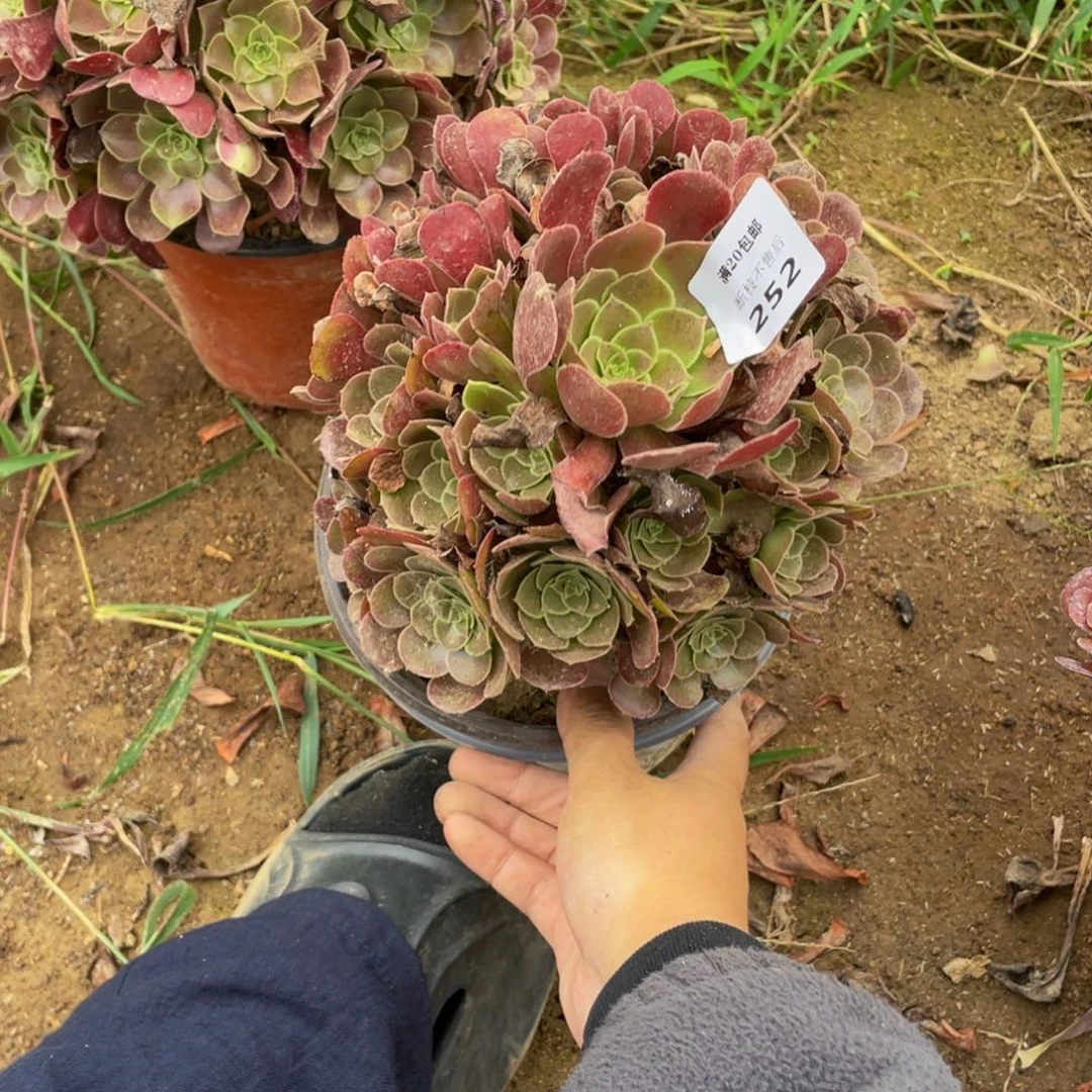 252荷兰法师多肉断枝不包