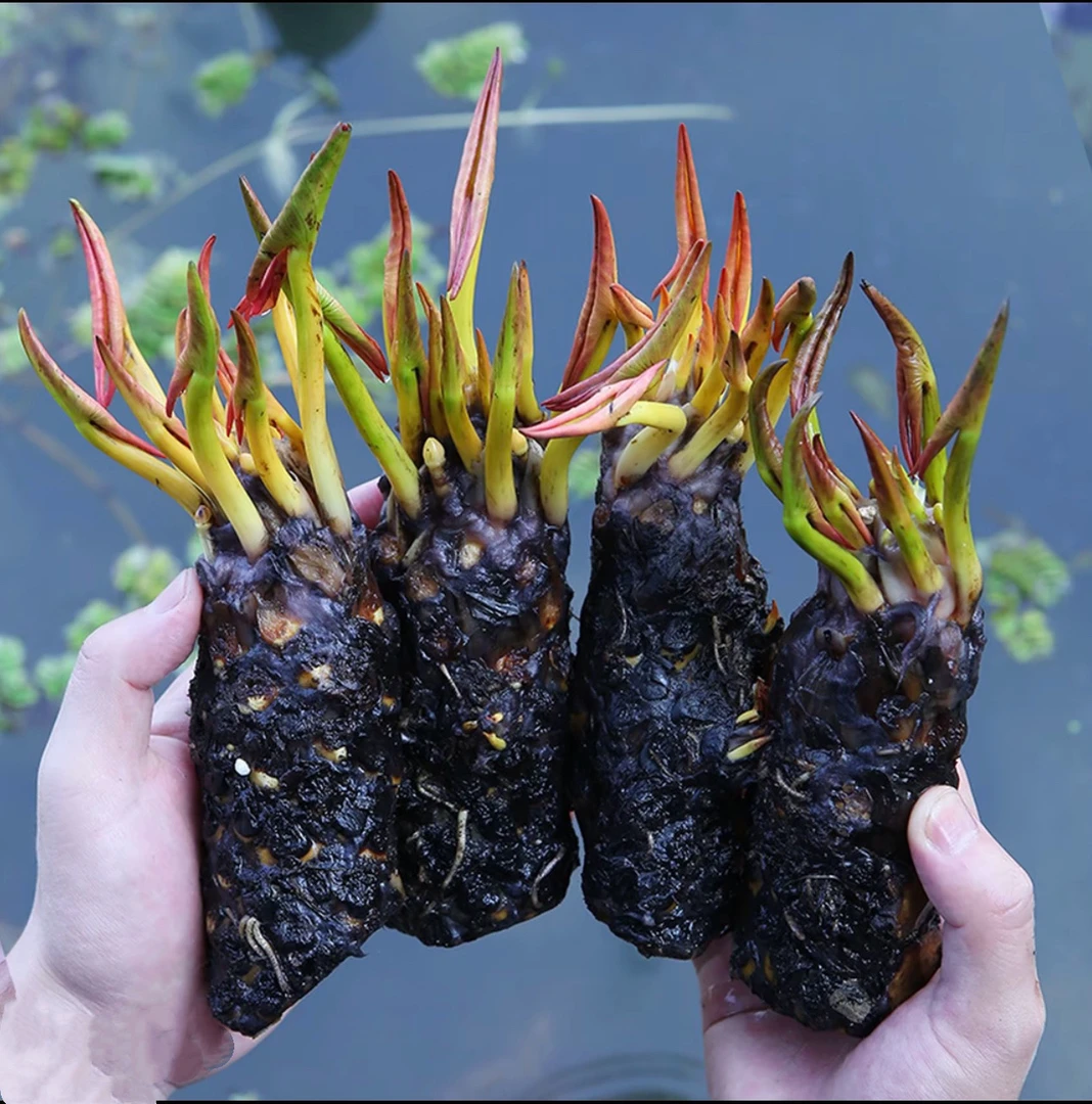 带芽发货大花睡莲水培植物当年开花庭院阳台种植加肥料