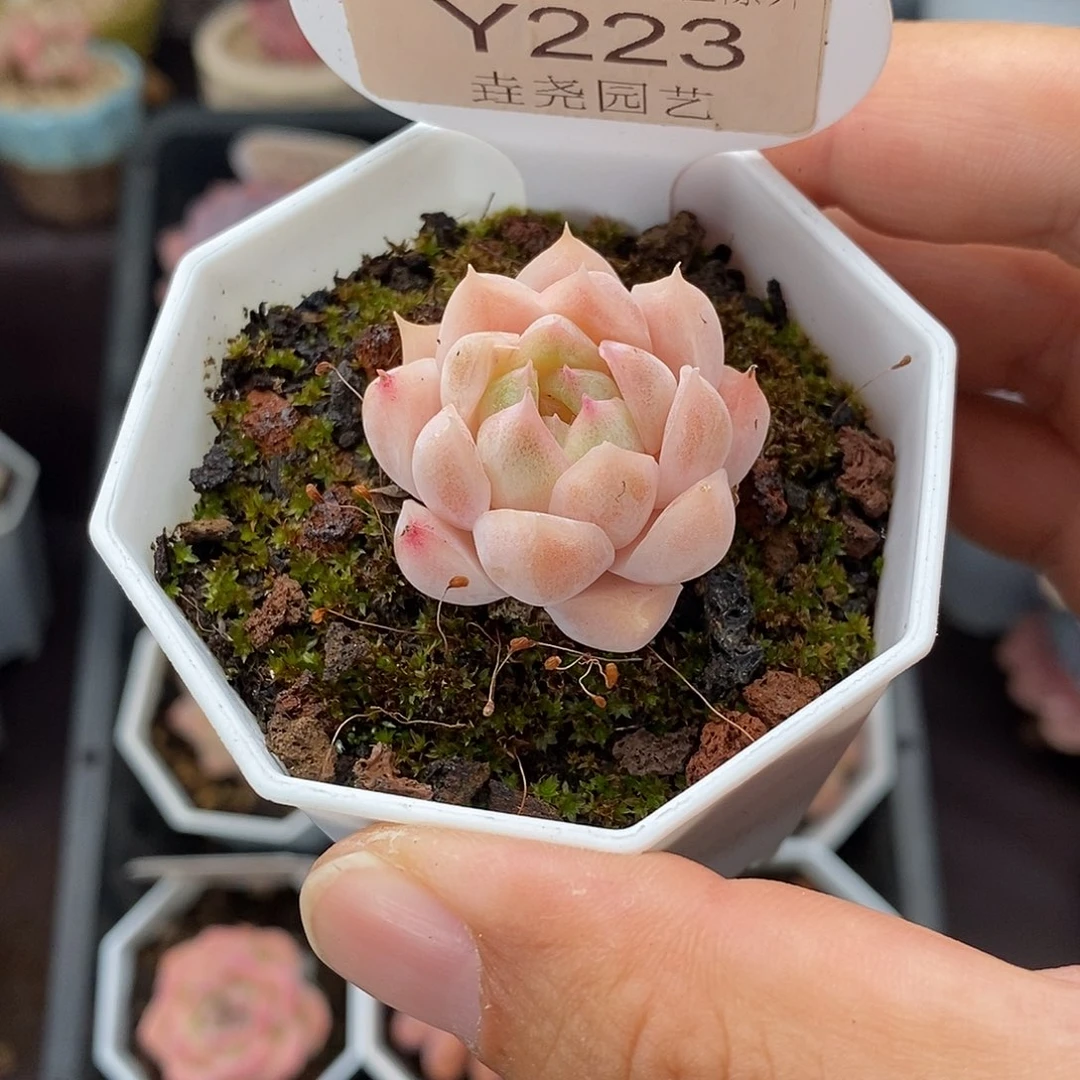 0223 颜如玉 3cm