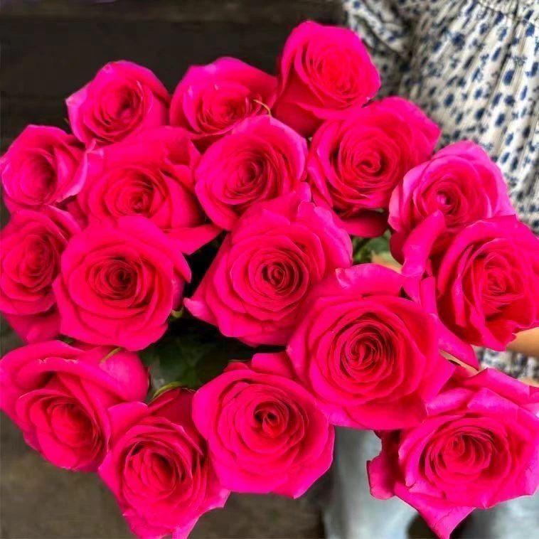 正品玫瑰花苗大花浓香型月季老桩盆栽花卉室内外阳台庭院四季开花