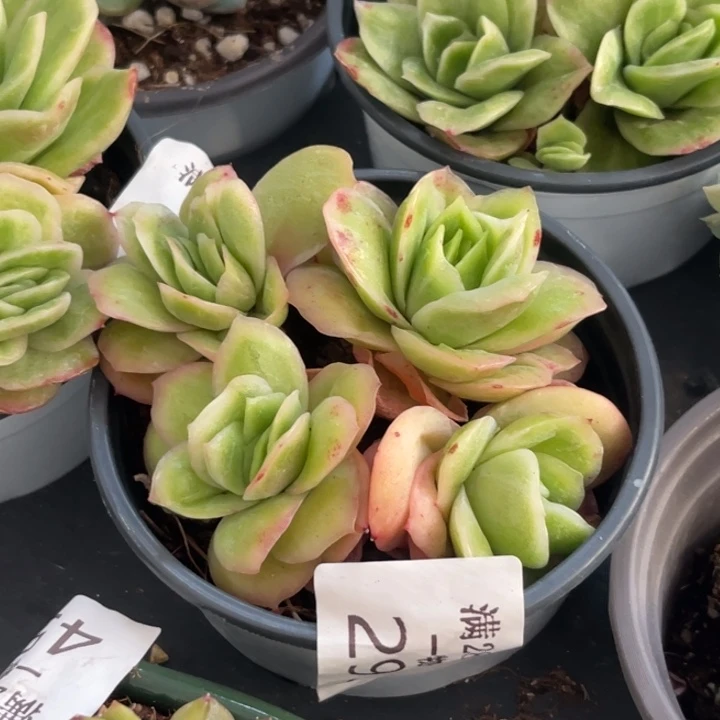 冰玫瑰锦多肉植物角钢