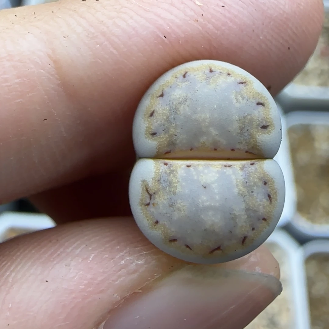 906生石花大棚直播