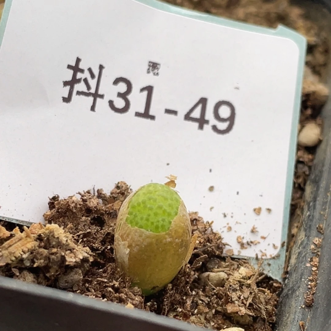 31-49玉米多肉植物