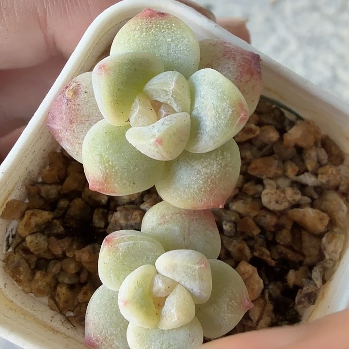 白底冰玉双头4公分盆口