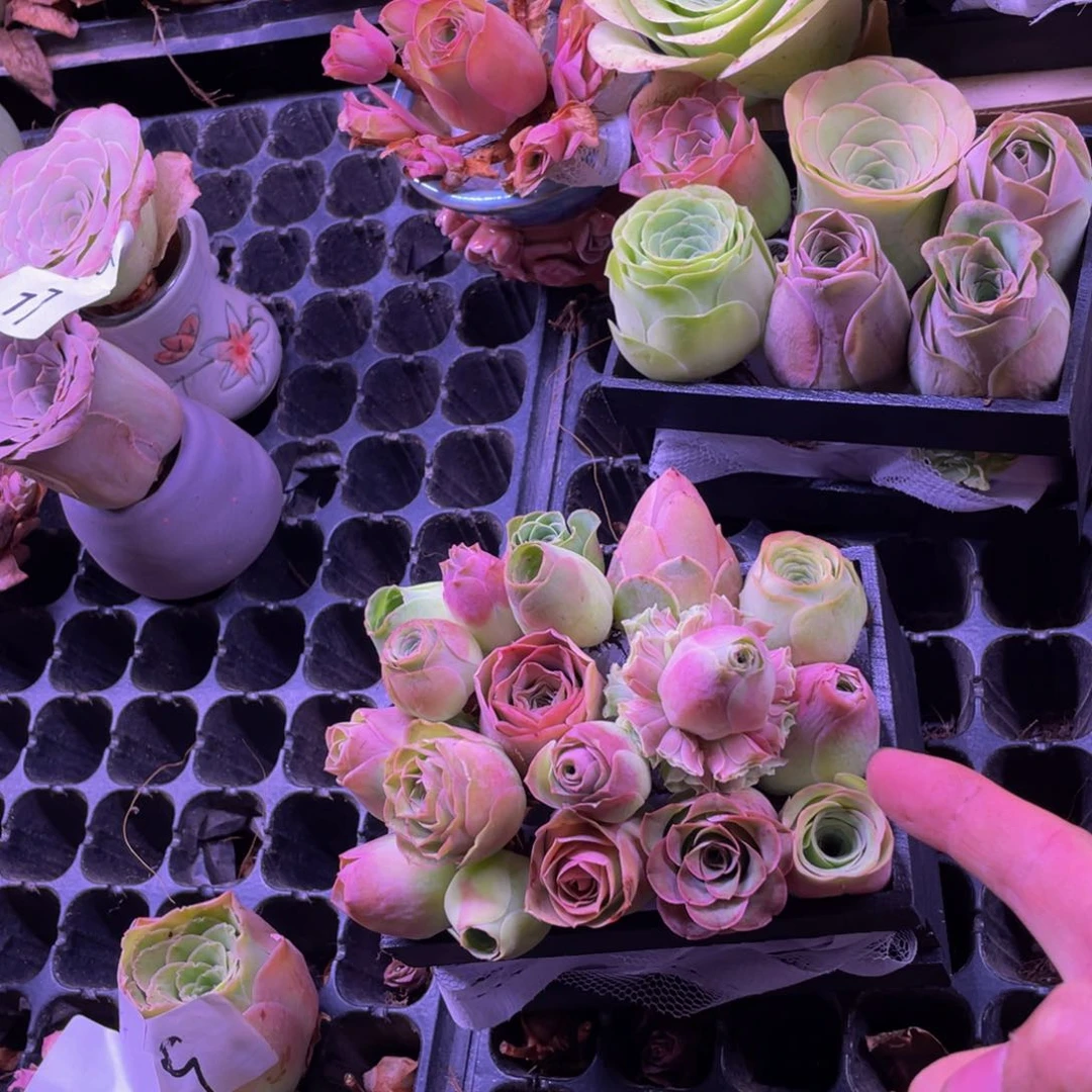 轻***?山地多肉多肉植物花卉60