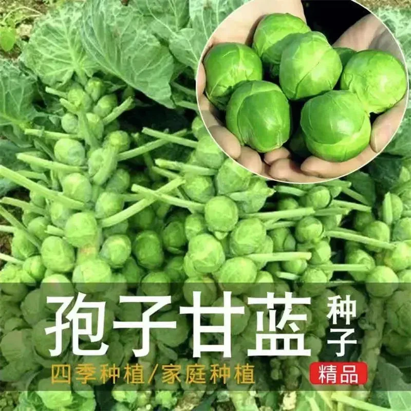 孢子甘蓝种子抱子甘蓝春秋季小型芽球包心菜阳台庭院四季播种简单