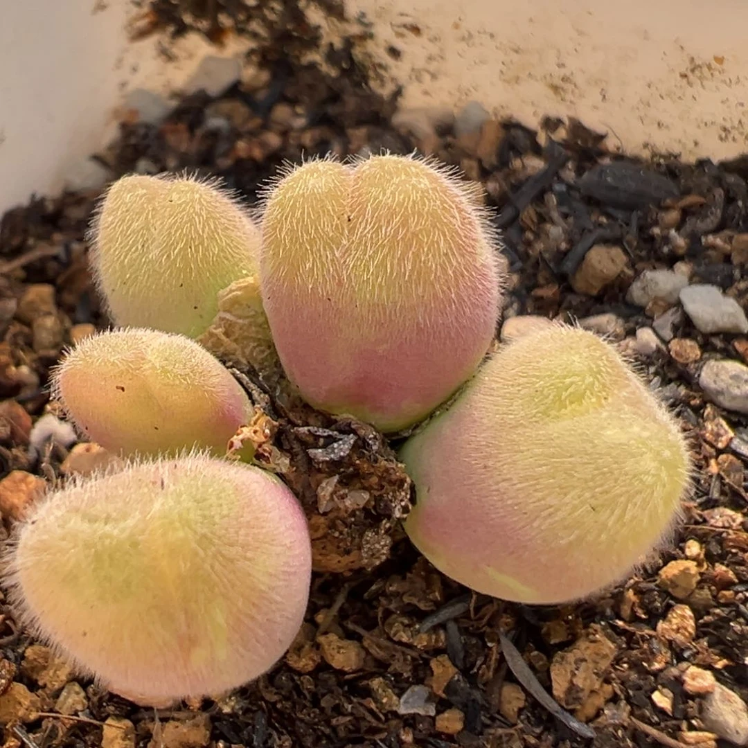 16多肉植物百科毛翠滴