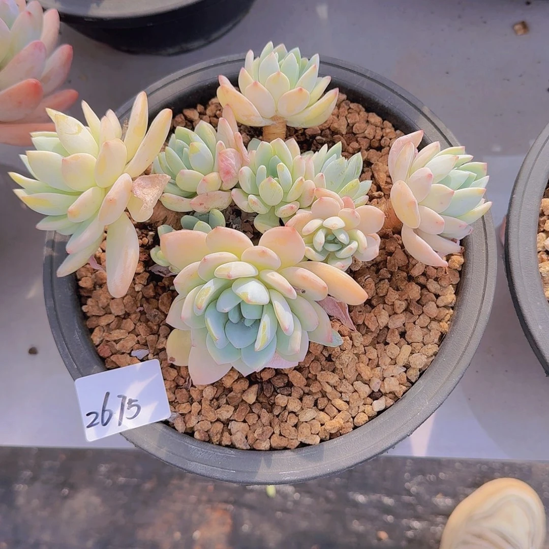 垚*2675冷香多肉植物