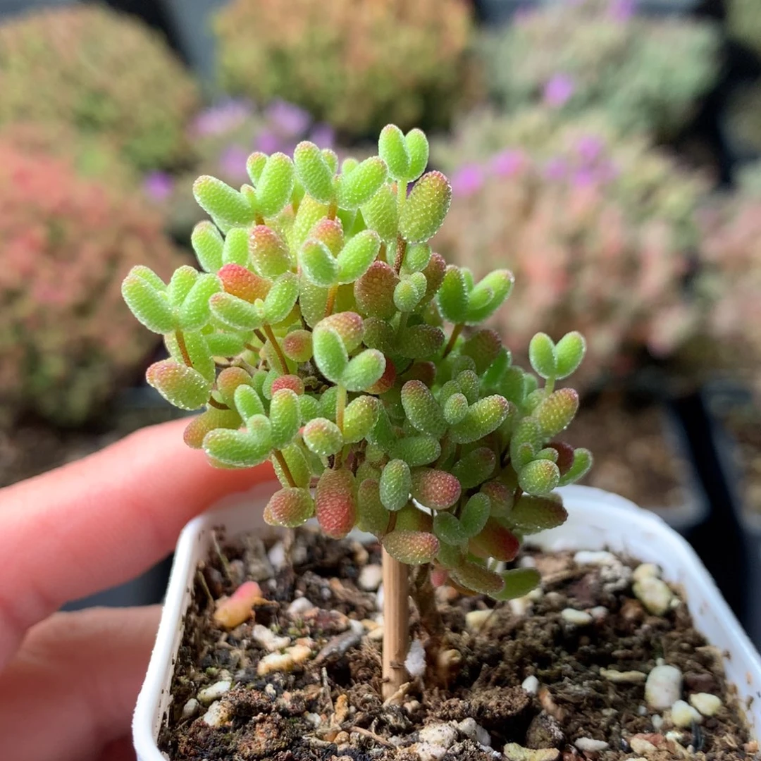 346蜜橘糖球 。