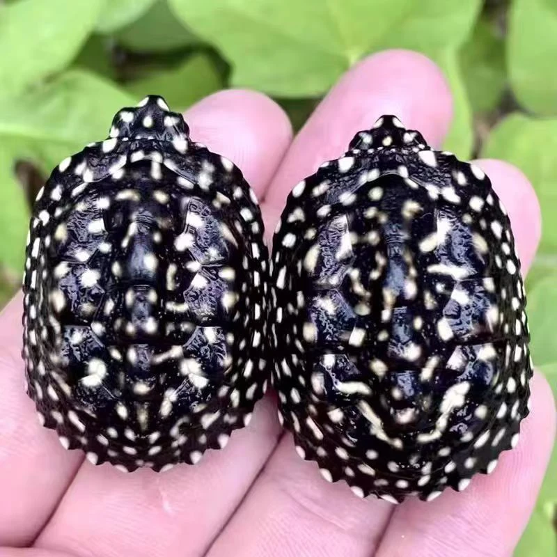 斑点龟深水观赏龟