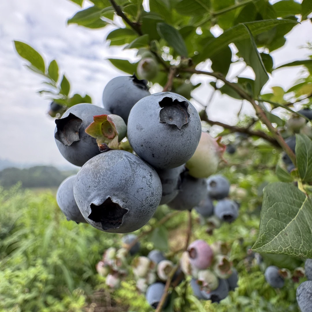 【基地现摘现发】贵州麻江蓝莓高山露天生态种植头茬鲜果顺丰包邮