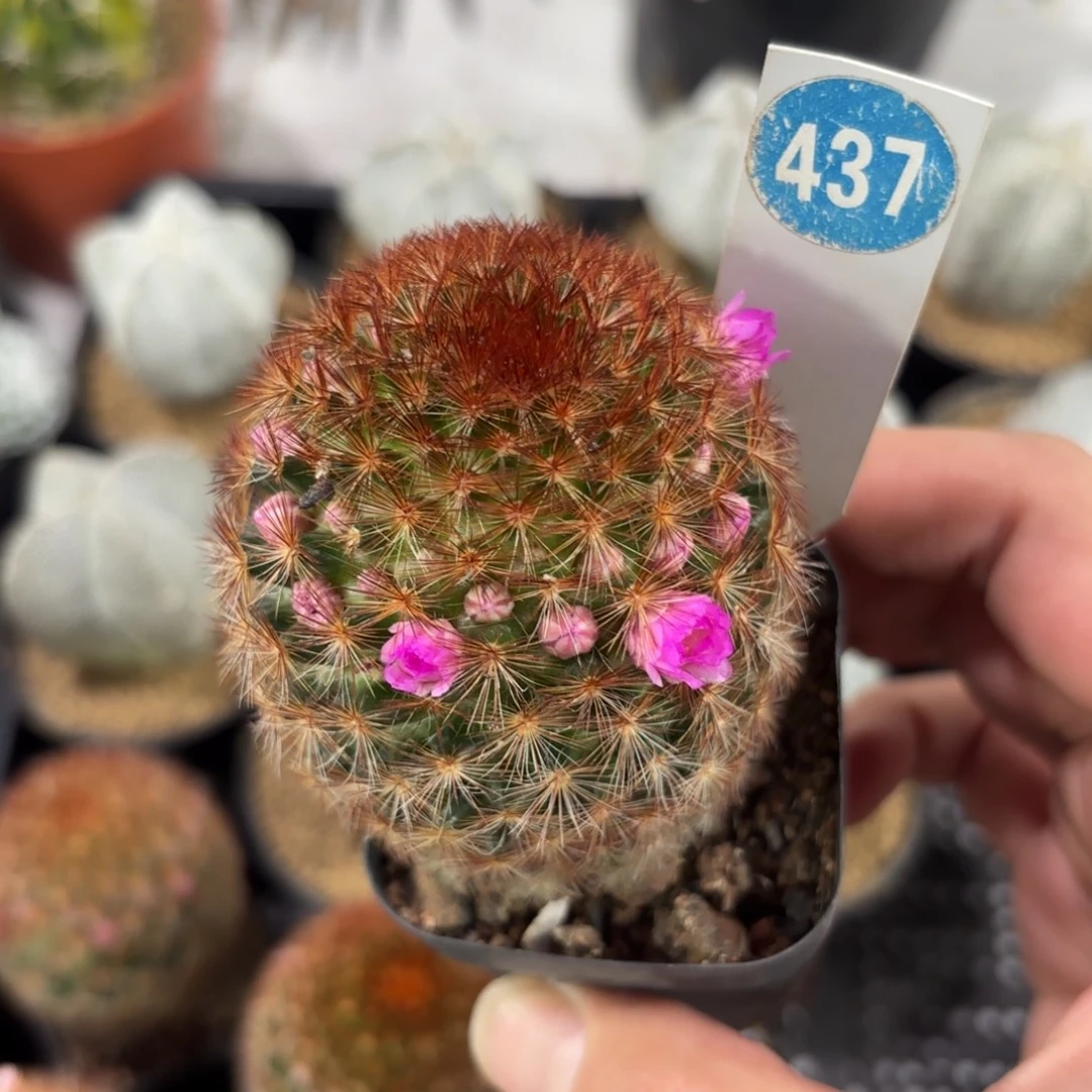 437实生红刺嘉文丸带盆带土