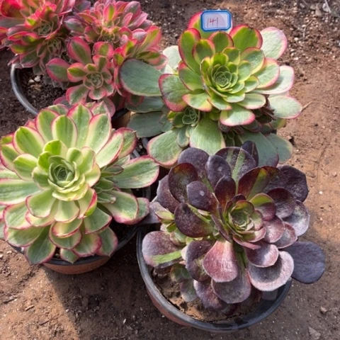 141多肉植物组合