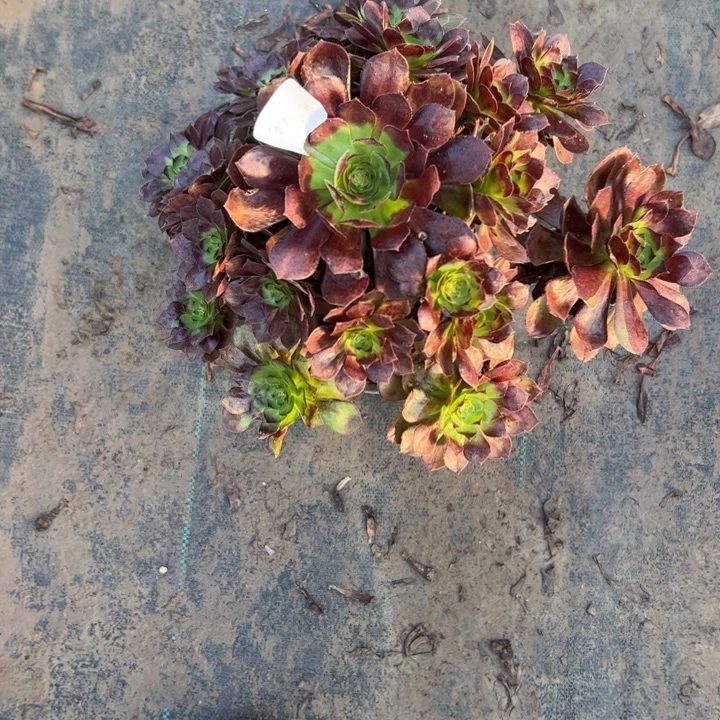 不包侧枝一物一拍83