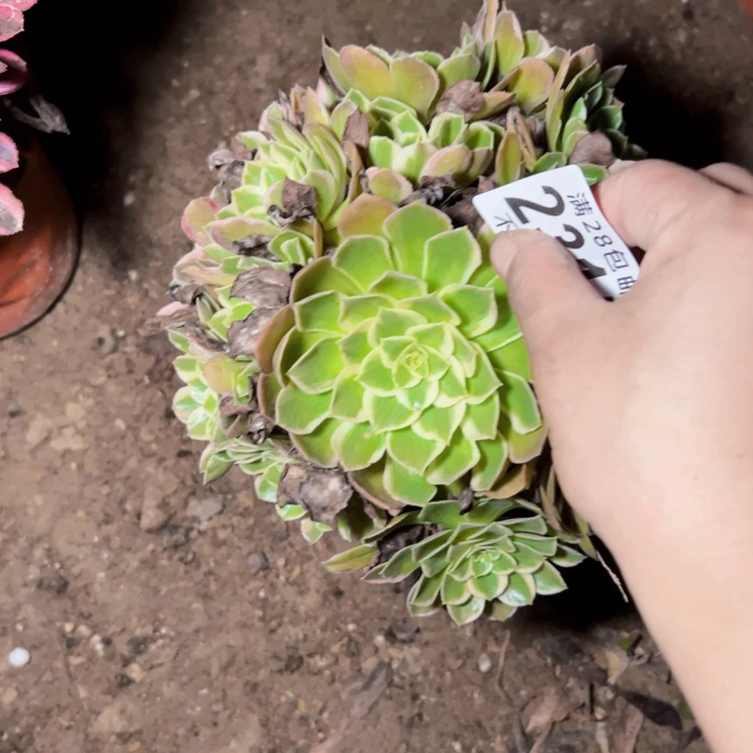 水蜜桃多肉植物2315