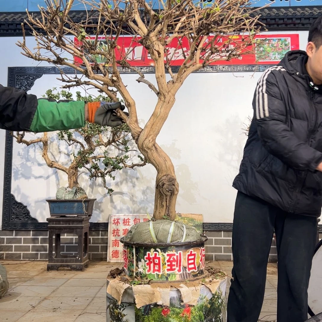 无花朵金银花1256656995