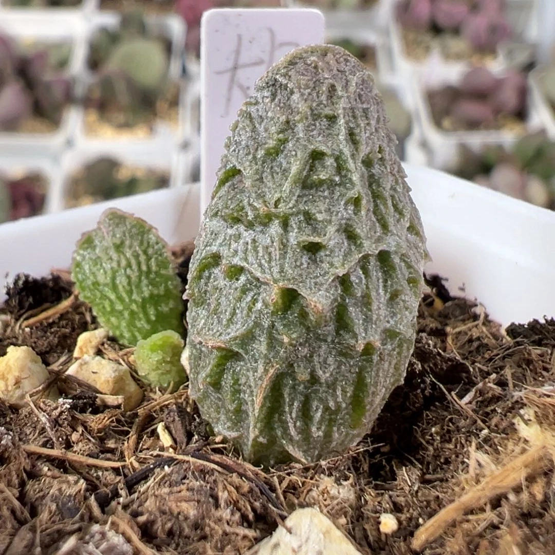 w大鱼海棠多肉植物水泡