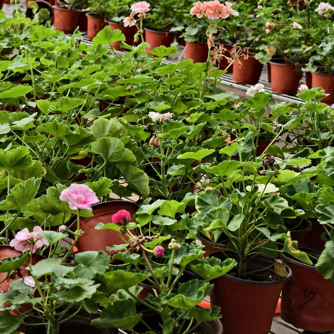 天竺葵丑苗处理。