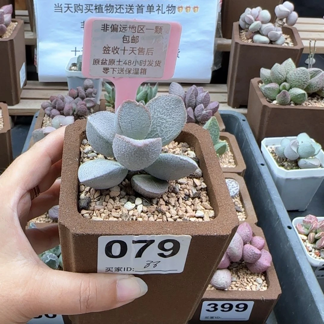 079谪仙多肉植物