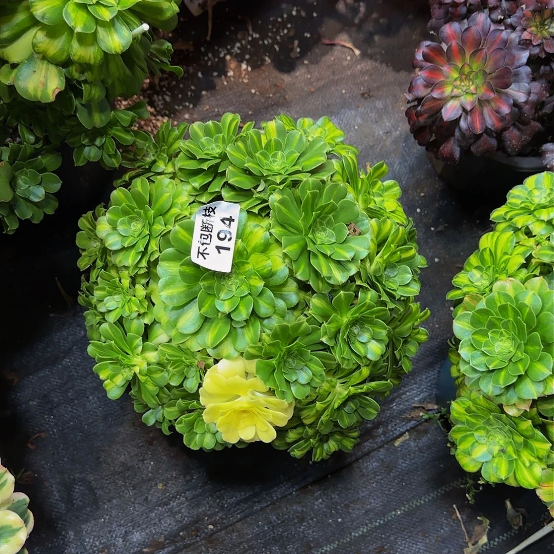 八*后194多肉法师锦1111