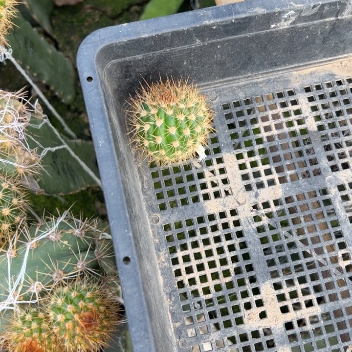 46毛双色歪无根侧芽4公分左右20包邮