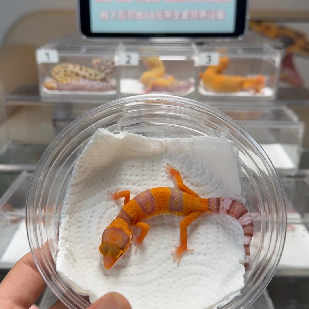 豹纹守宫橘化雨水母温