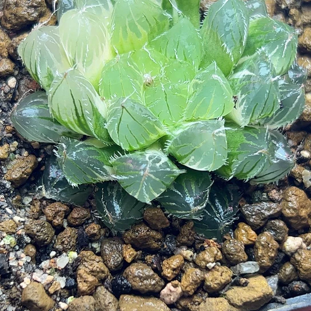 冰魄锦十二卷多肉植物