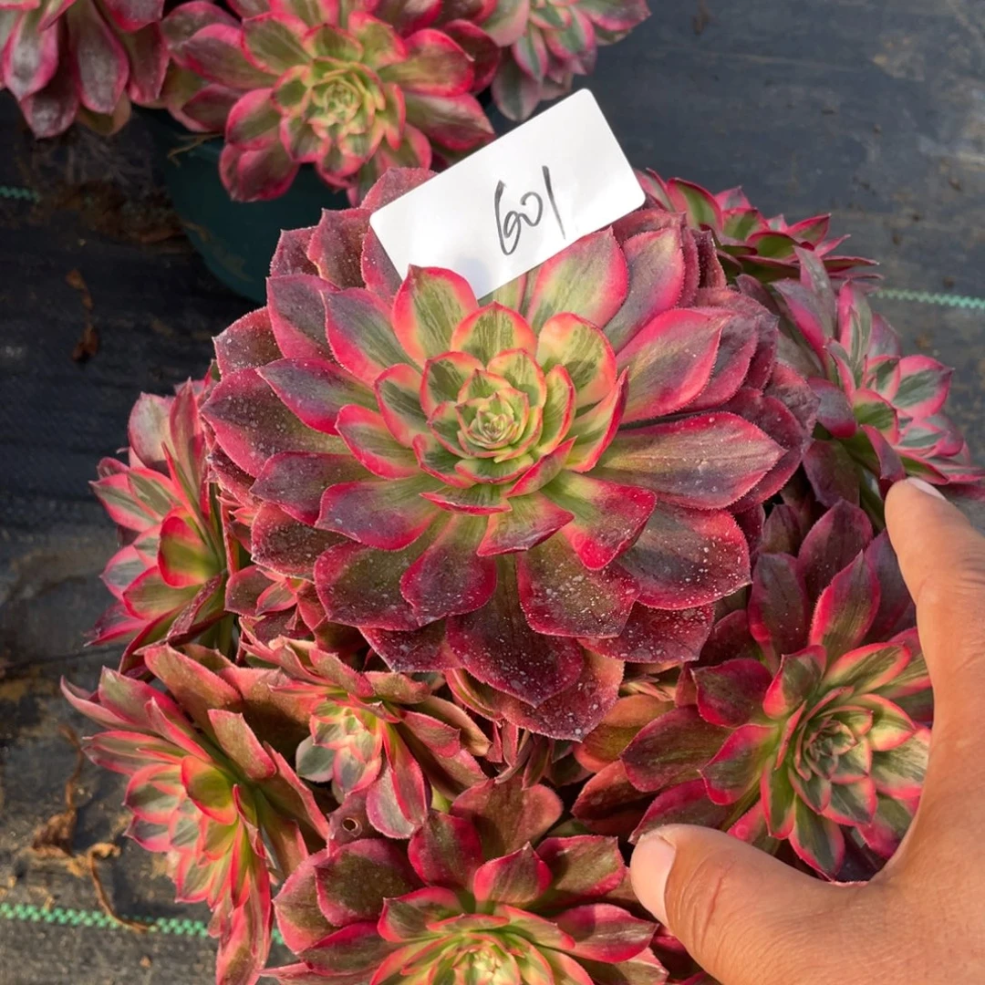 6011111111111111111111