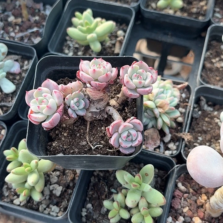 淡***笑skdbdbdkdkdhdh264