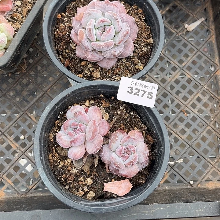 阿雅园艺。         3275