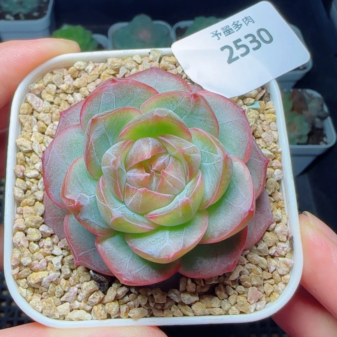 紫罗兰仙子，2530多肉植物