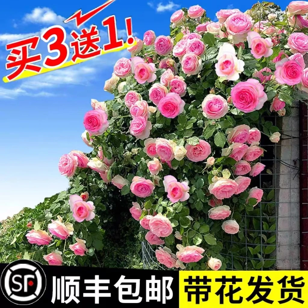 粉色龙沙宝石月季花顺丰发货