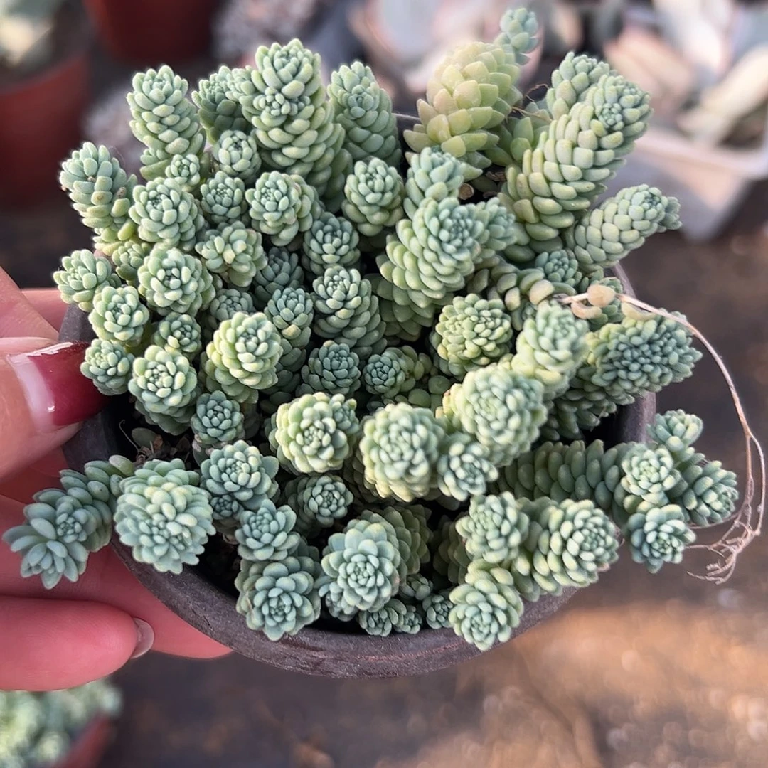 多肉植物多肉植物
