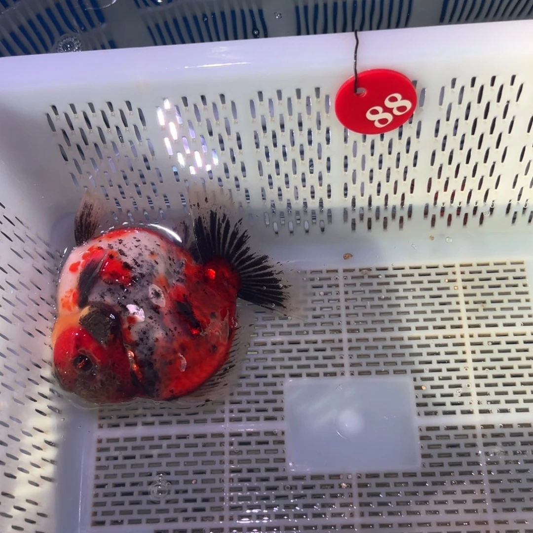 快***子海水鱼你好意思的嘛是什么