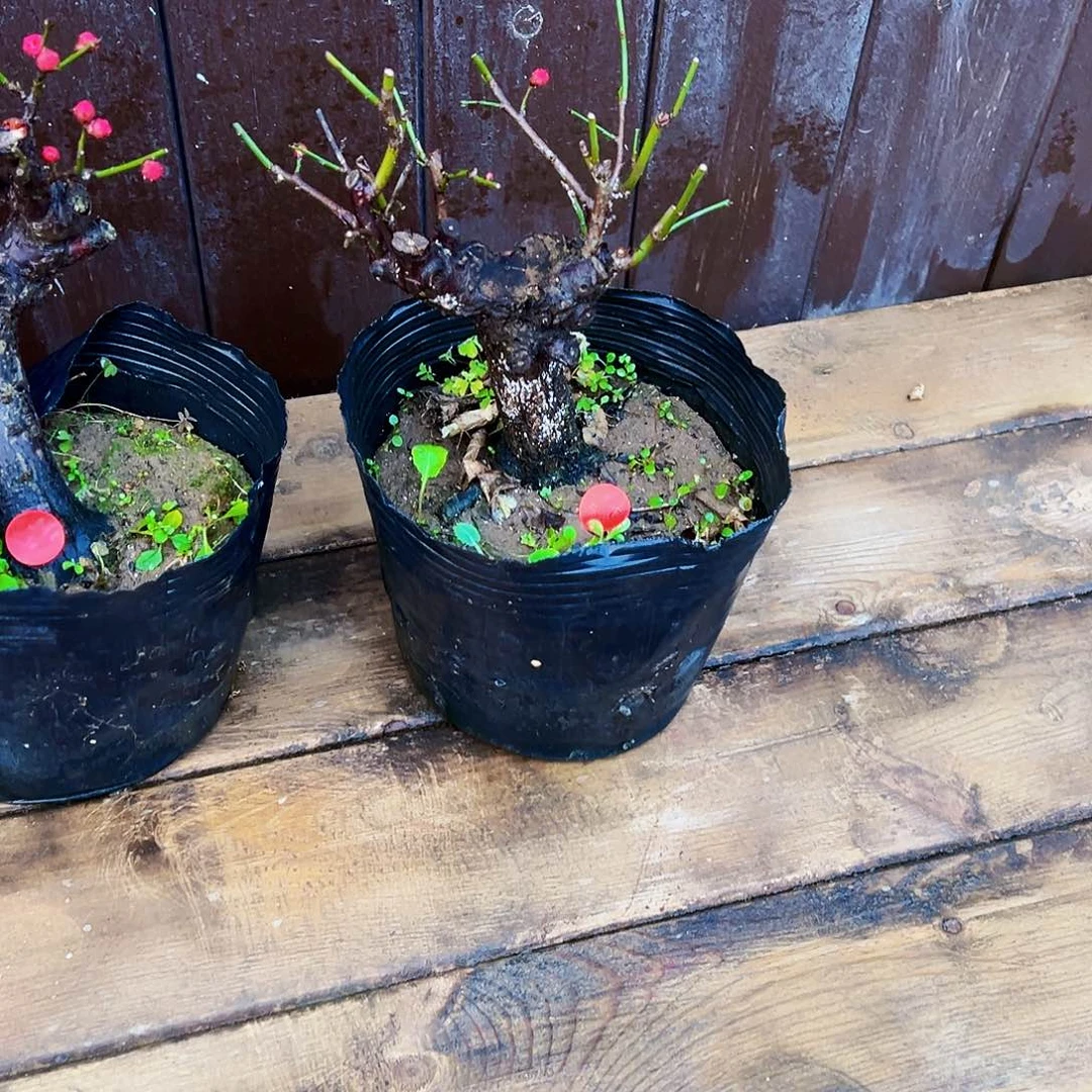 ?****小盆景小精品