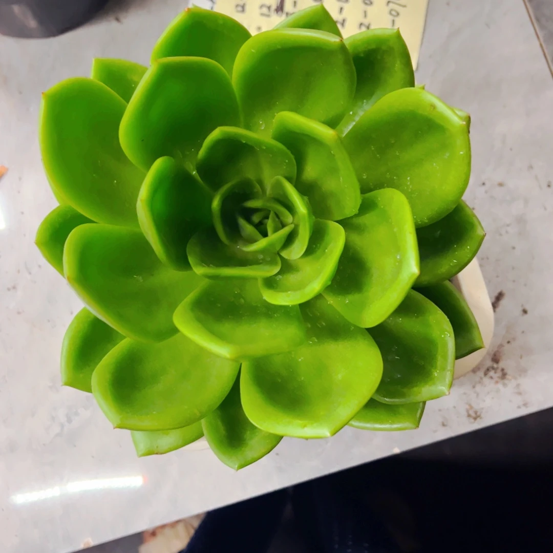 晴***天翠花多肉植物组合盆栽