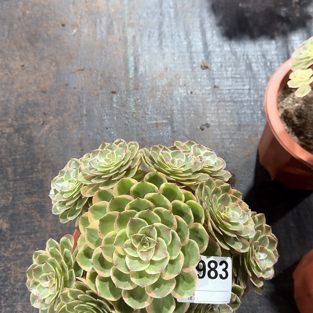 粉花妖多肉法师983