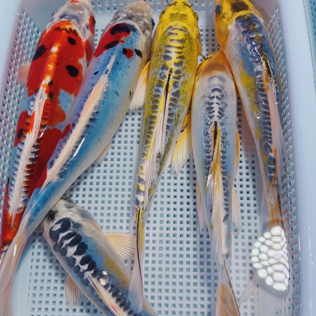 海水鱼锦鲤观赏鱼182
