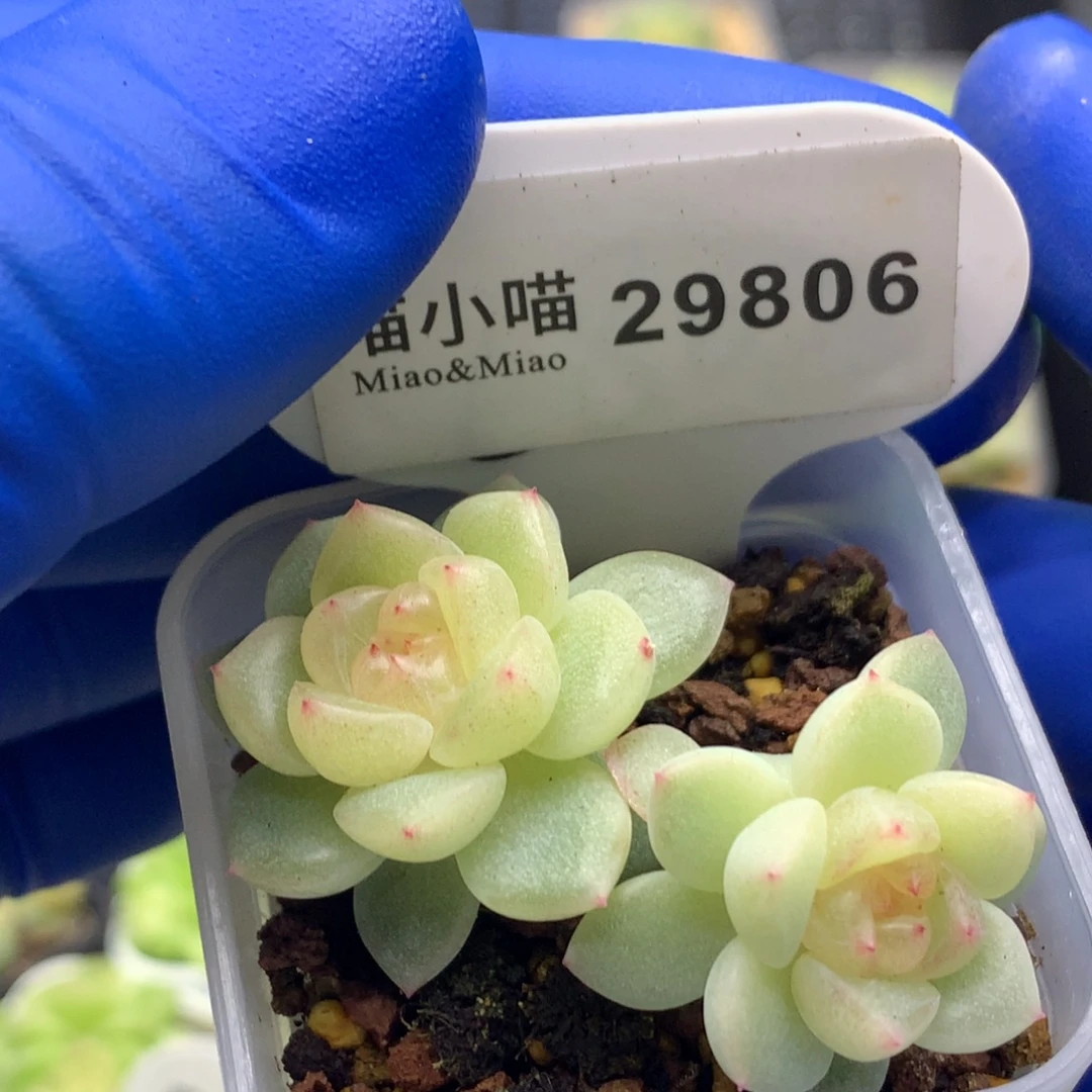 李***茜多肉植物杂交珍妮