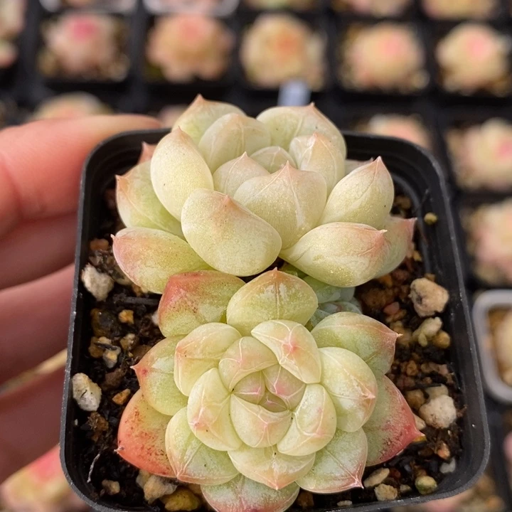 七仙女 111111112.30