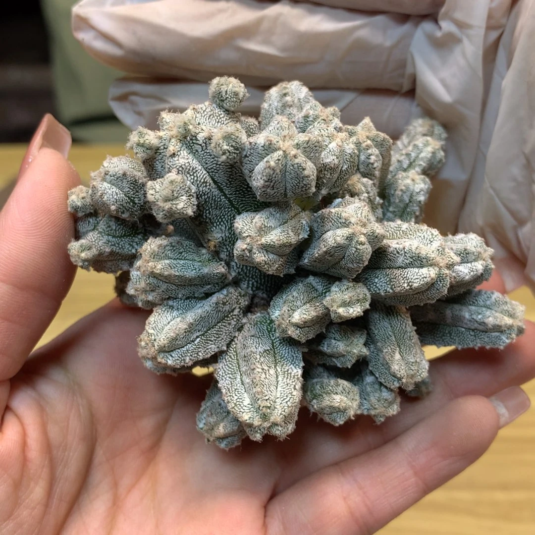 自根 鸾凤阁群生8公分 不包掉头