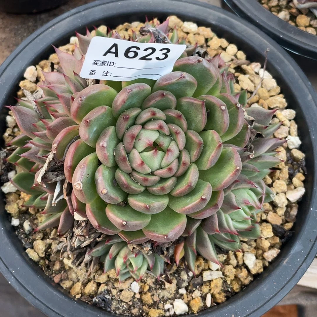 若如东云单拍A623