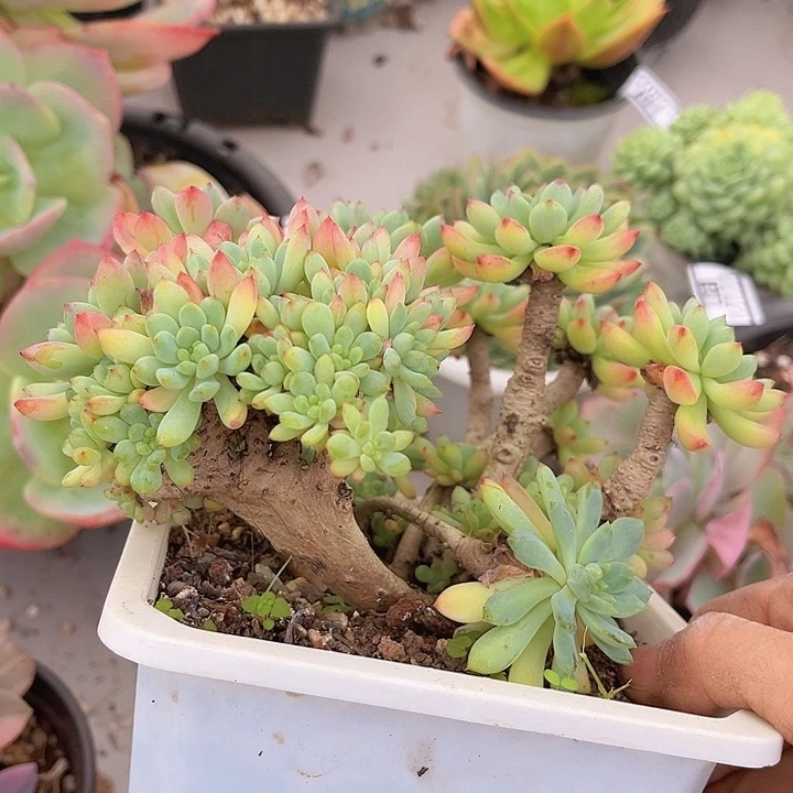 蓝苹果缀17208多肉植物