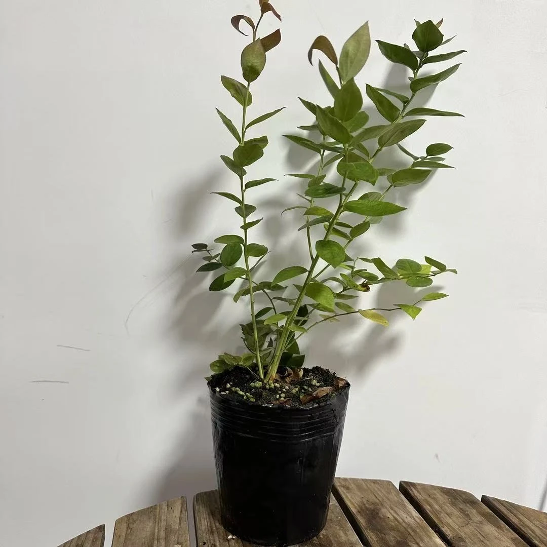 T 一棵 中钵天花板盆栽绿植零蓄冷 易上手