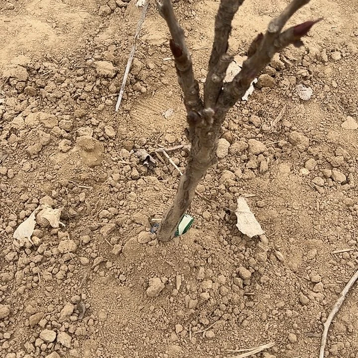 风***起完全开放赵粉中颗