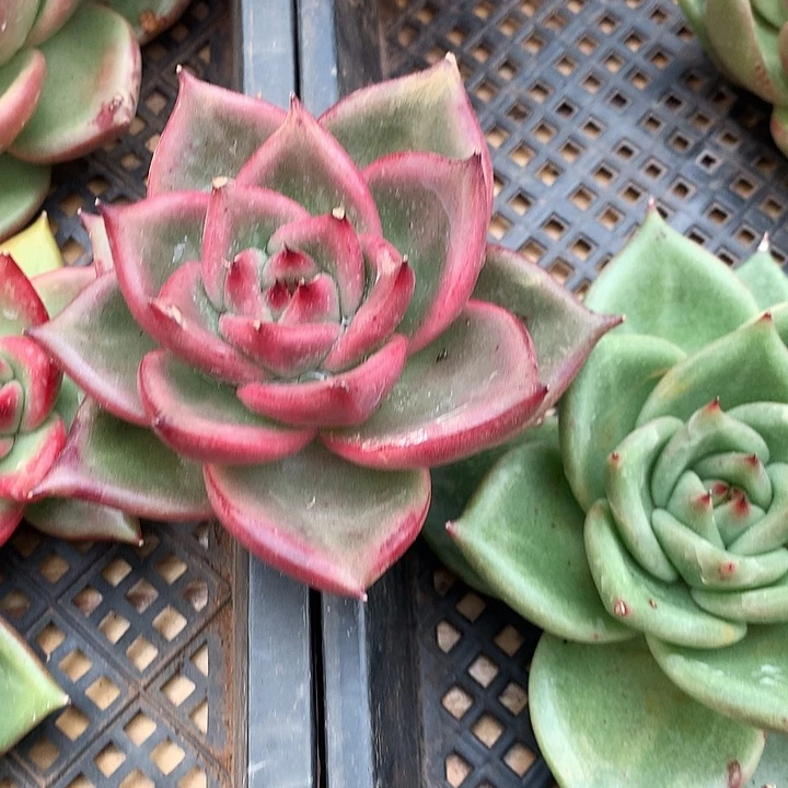 美肉特价活动开始啦