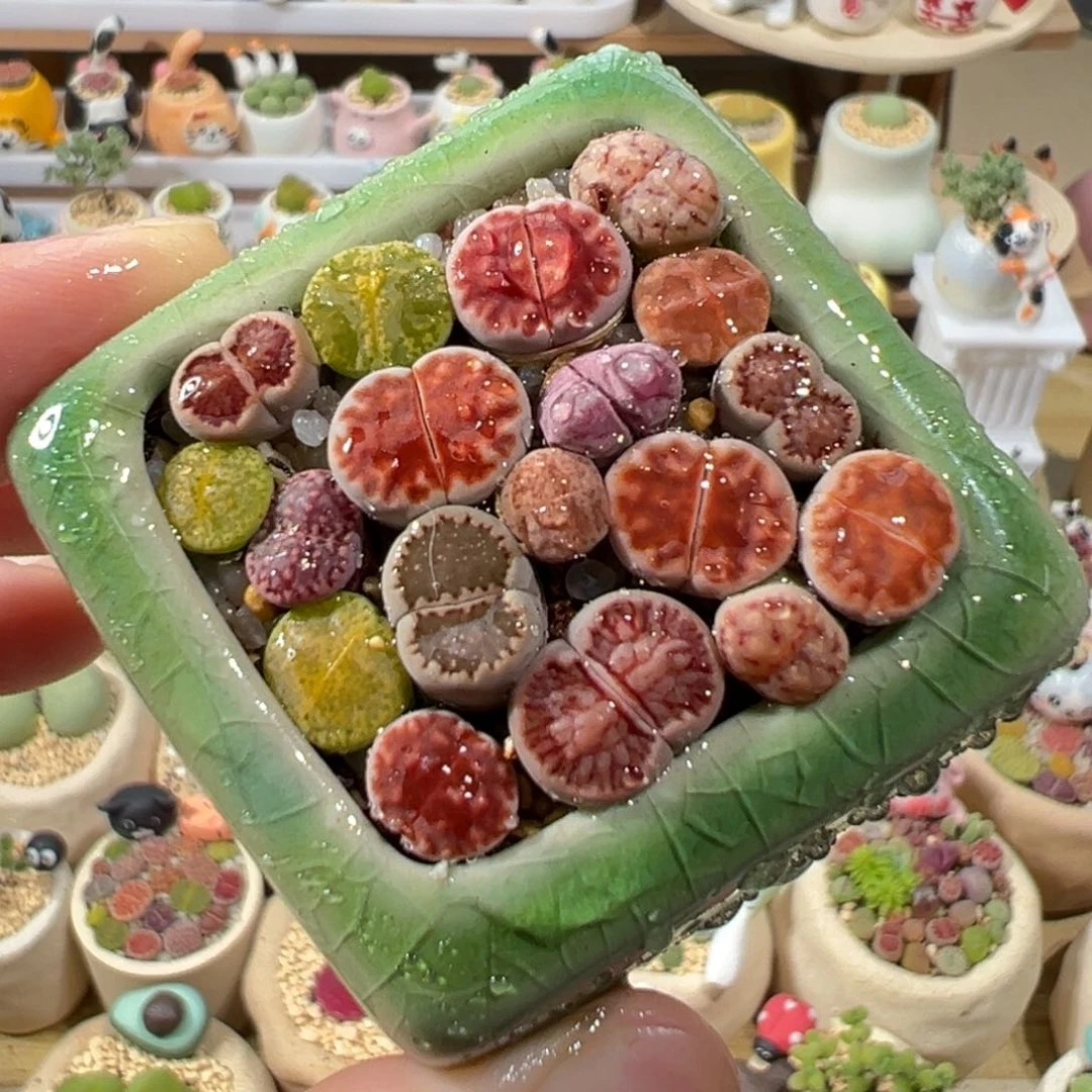 多肉植物1号彩色拼盘