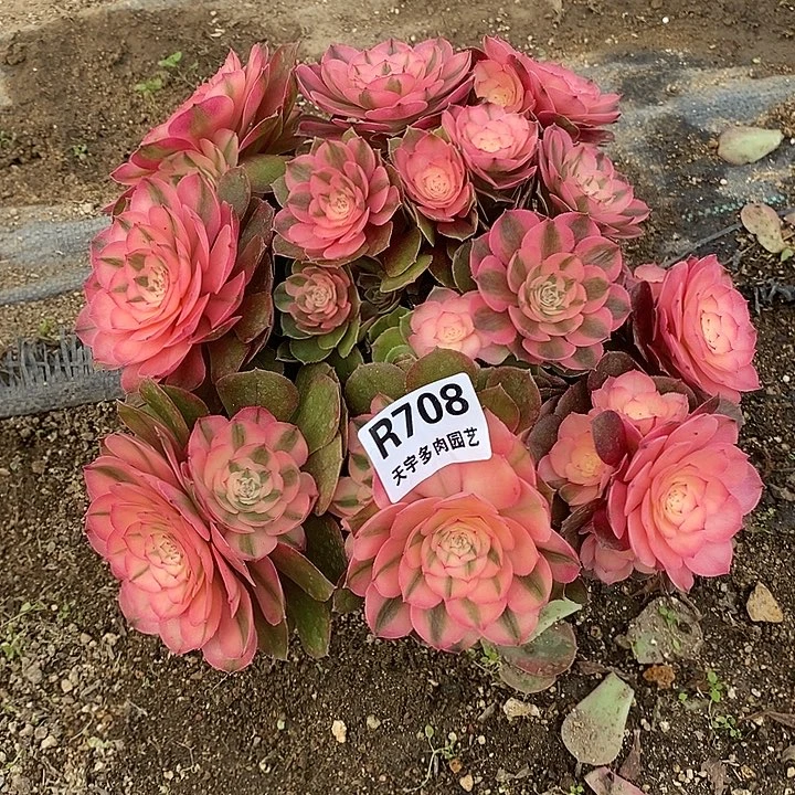 多肉植物荔枝708多肉特价